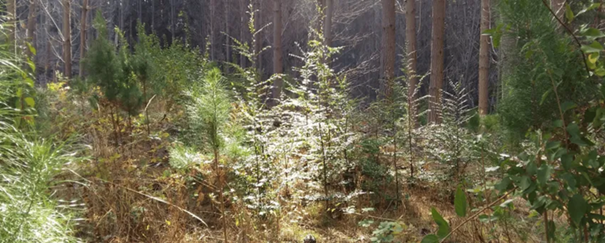 Zonnig bos met jonge, groene bomen en gras op de bodem. Sereen en natuurlijk.