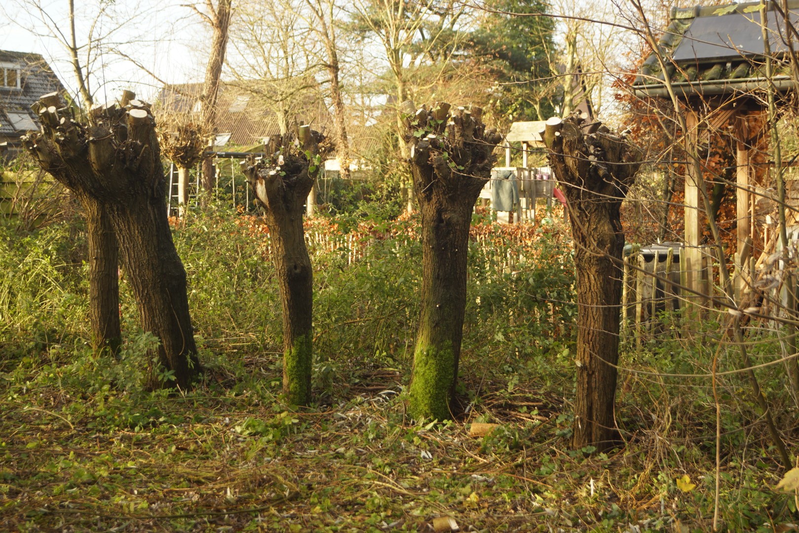 Vier geknotte bomen in een winterse tuin met kale takken en huizen in de achtergrond.