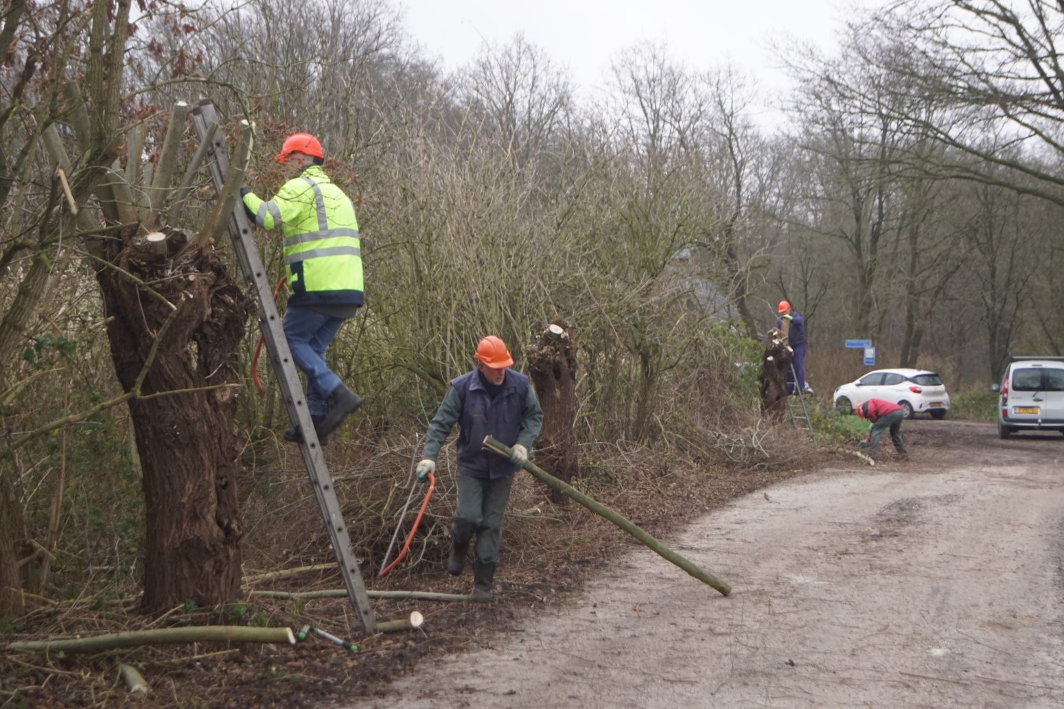 Mensen snoeien bomen langs een onverharde weg met ladders en zagen.