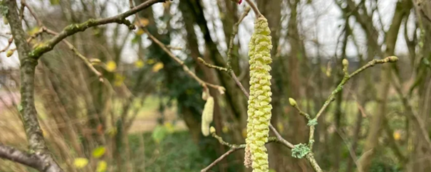 Een close-up van katjes aan een boomtak in een bosrijke omgeving.