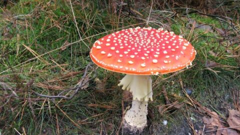Rode vliegenzwam met witte stippen groeit op bosgrond.