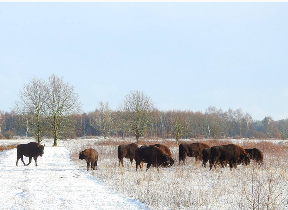 Kudde bizons graast in een besneeuwd landschap met kale bomen op de achtergrond.