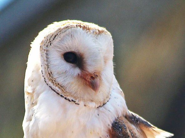 Witte kerkuil in profiel met details van veren en gezicht zichtbaar.