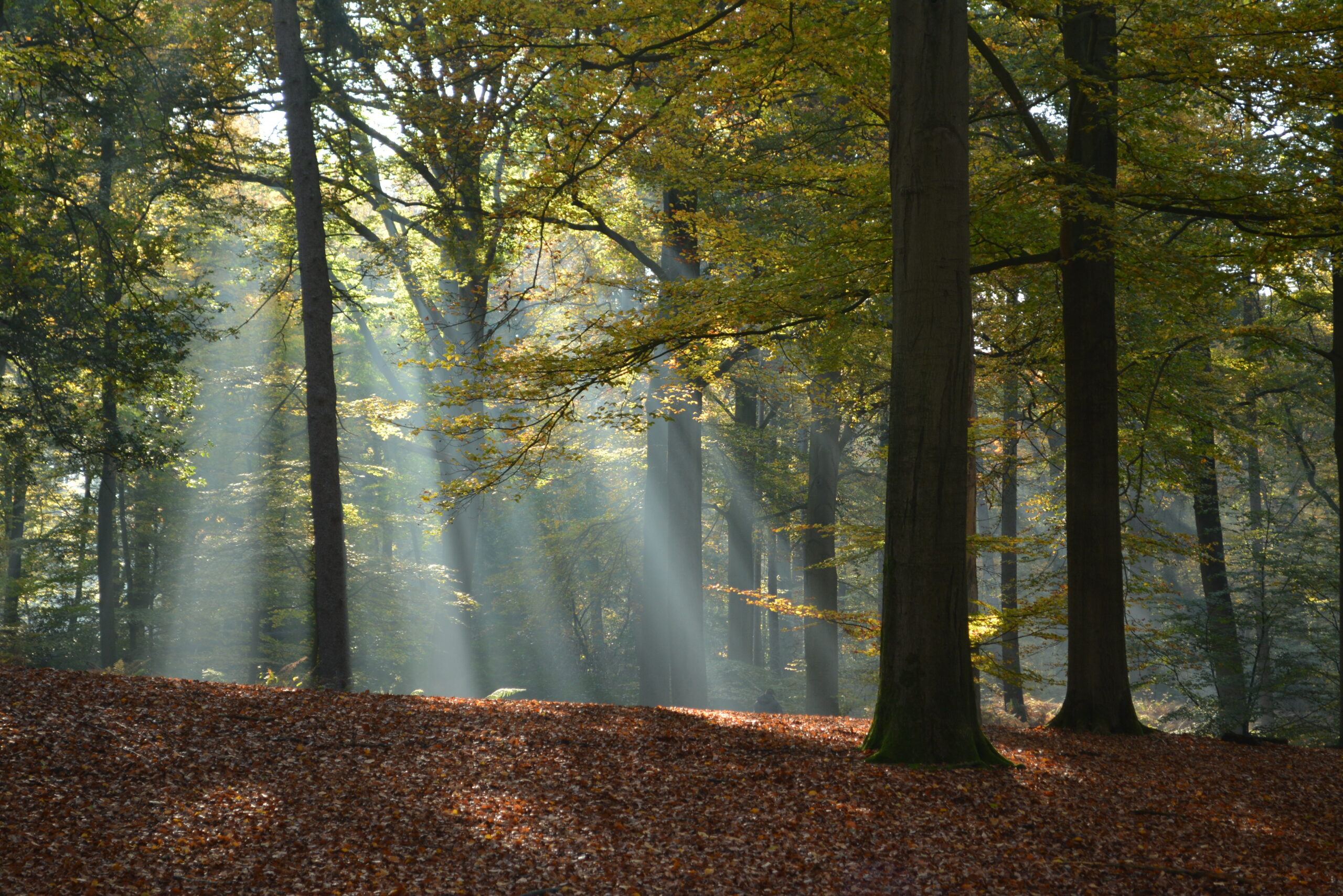 Bos met bomen in herfstkleuren, zonnestralen schijnen door het bladerdak op de bladeren.