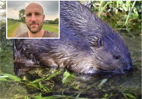 Een bever zwemt in water; een kleine foto van een man is linksboven geplaatst.