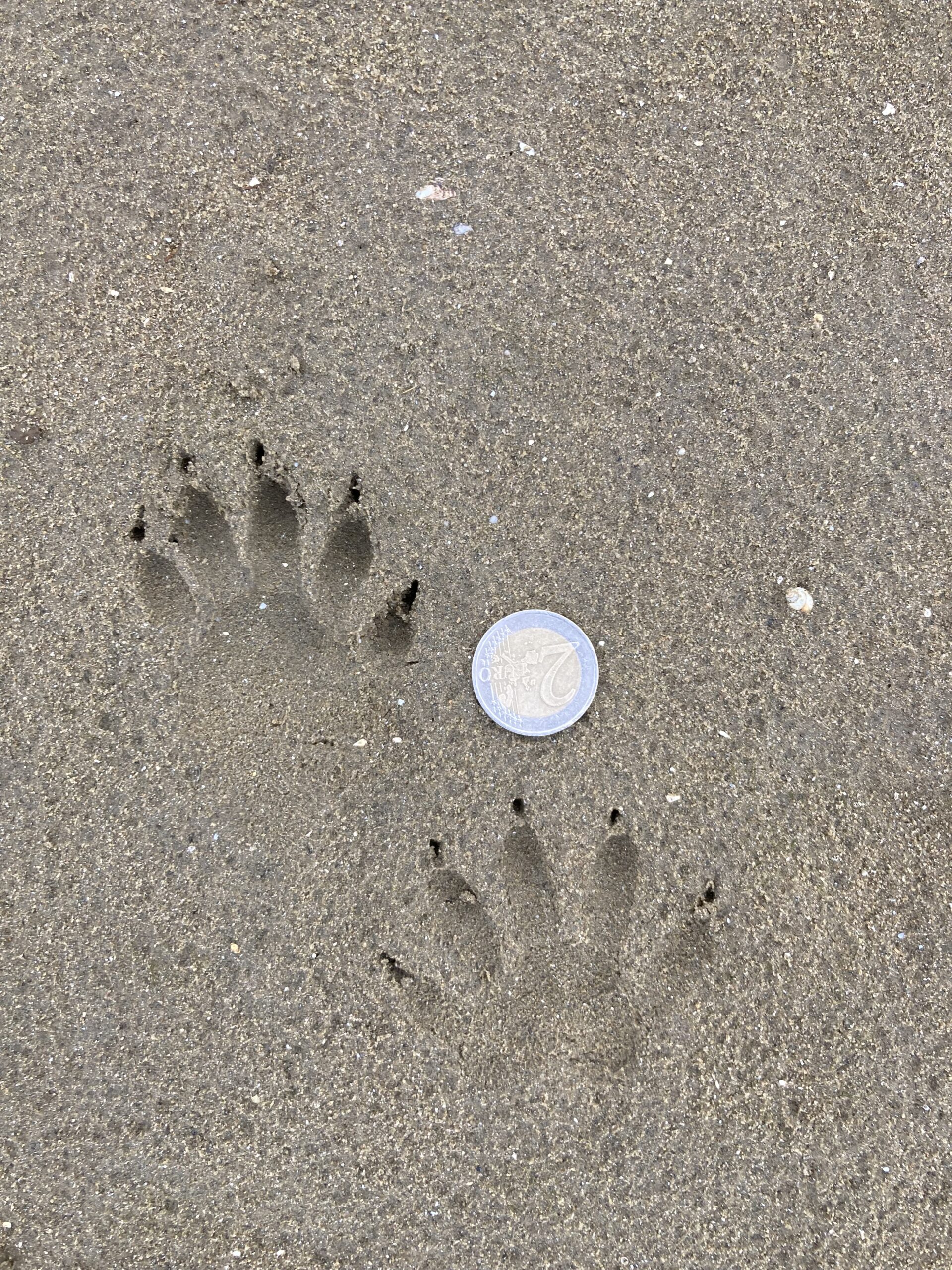 Twee pootafdrukken in zand naast een munt van twee euro ter vergelijking.