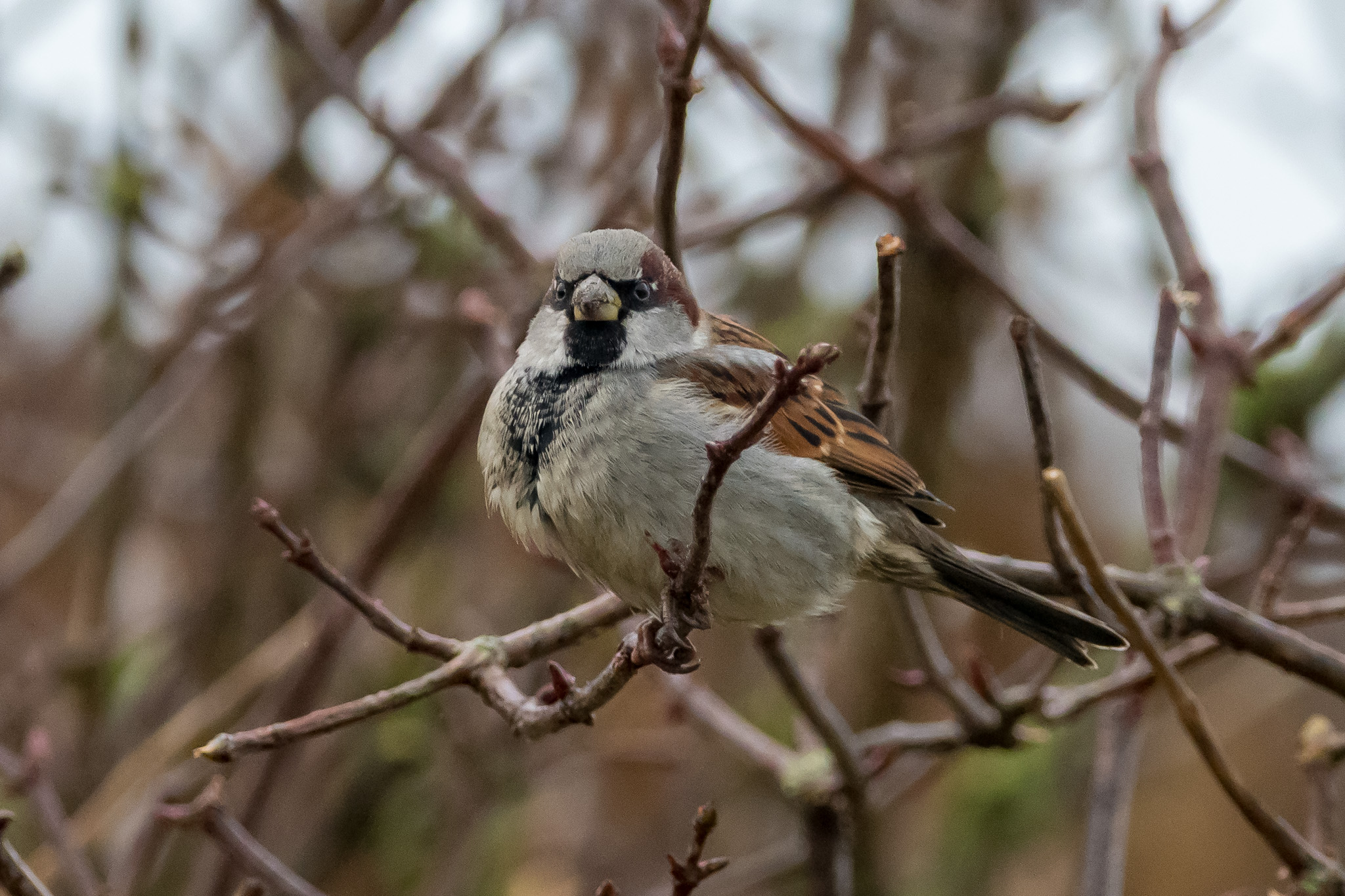 Mus op takken, te midden van kale struiken in een natuurlijke omgeving.