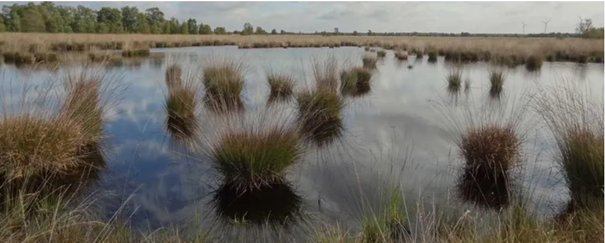 Veenlandschap met waterplassen en verspreide graspolen onder bewolkte hemel, omringd door bomen.