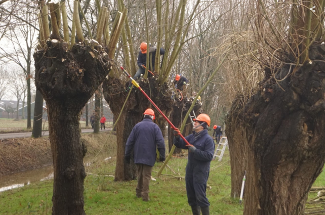 Mensen snoeien knotwilgen langs een sloot, dragen oranje helmen en gebruiken lange gereedschappen.