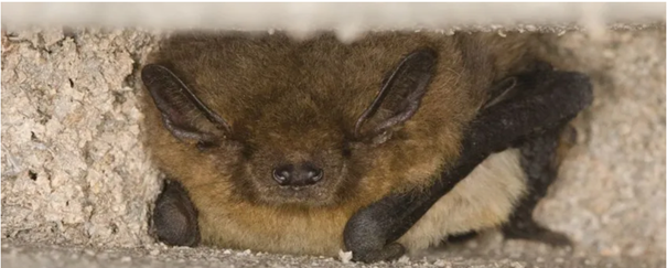 Een vleermuis slaapt in een smalle, stenen spleet.