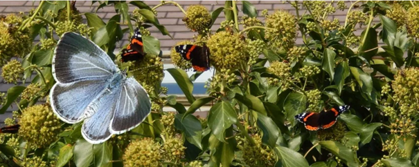 Blauwe en rood-zwarte vlinders op groene planten met bloemtrossen.