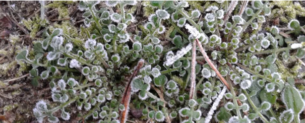 Plant met kleine groene blaadjes bedekt met rijp, omringd door mos.