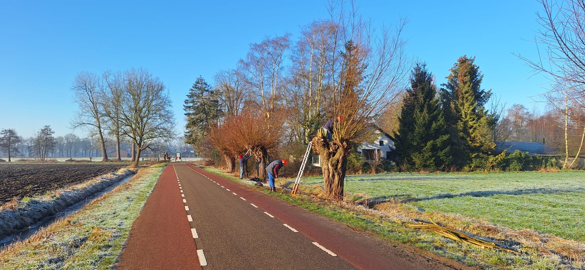 Werkers snoeien bomen langs een landweg op een zonnige dag met lichte vorst.