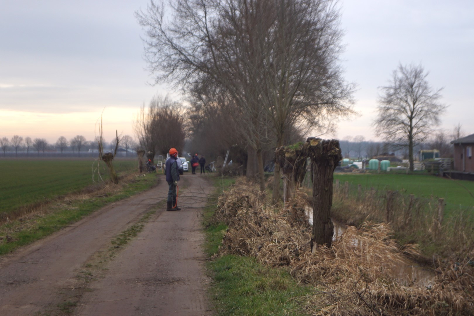 Werknemers snoeien bomen langs een landweg met grasland en boerderijen.