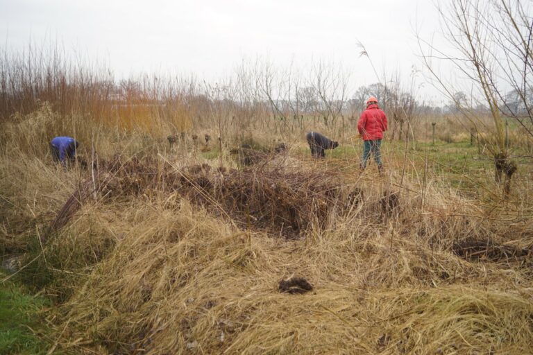 Mensen werken in een ruig grasland met kale bomen op de achtergrond bij bewolkt weer.