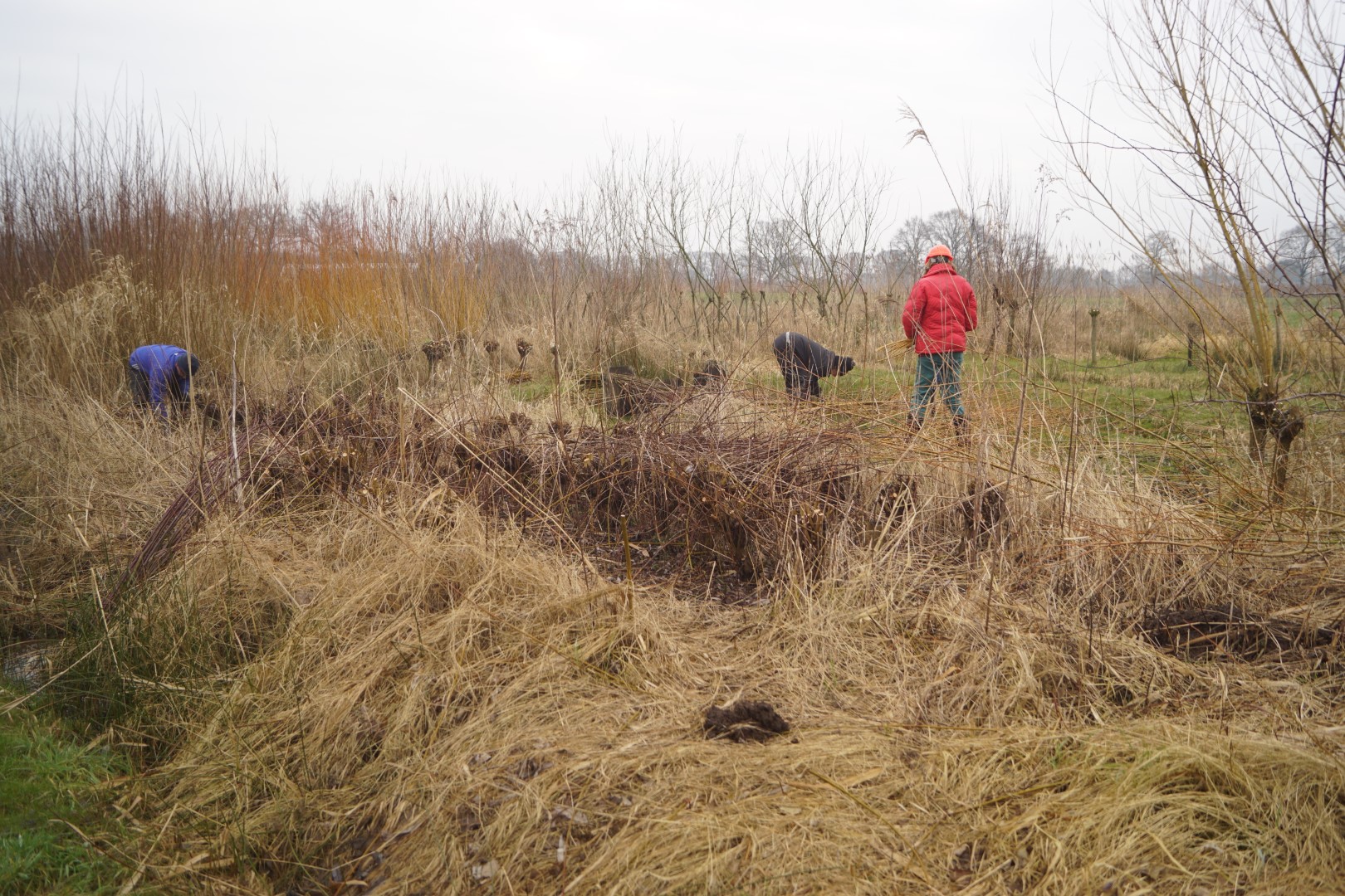 Mensen werken in een ruig grasland met kale bomen op de achtergrond bij bewolkt weer.