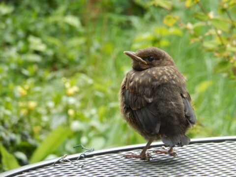 Jong vogeltje zit op metalen tafel, groene achtergrond.