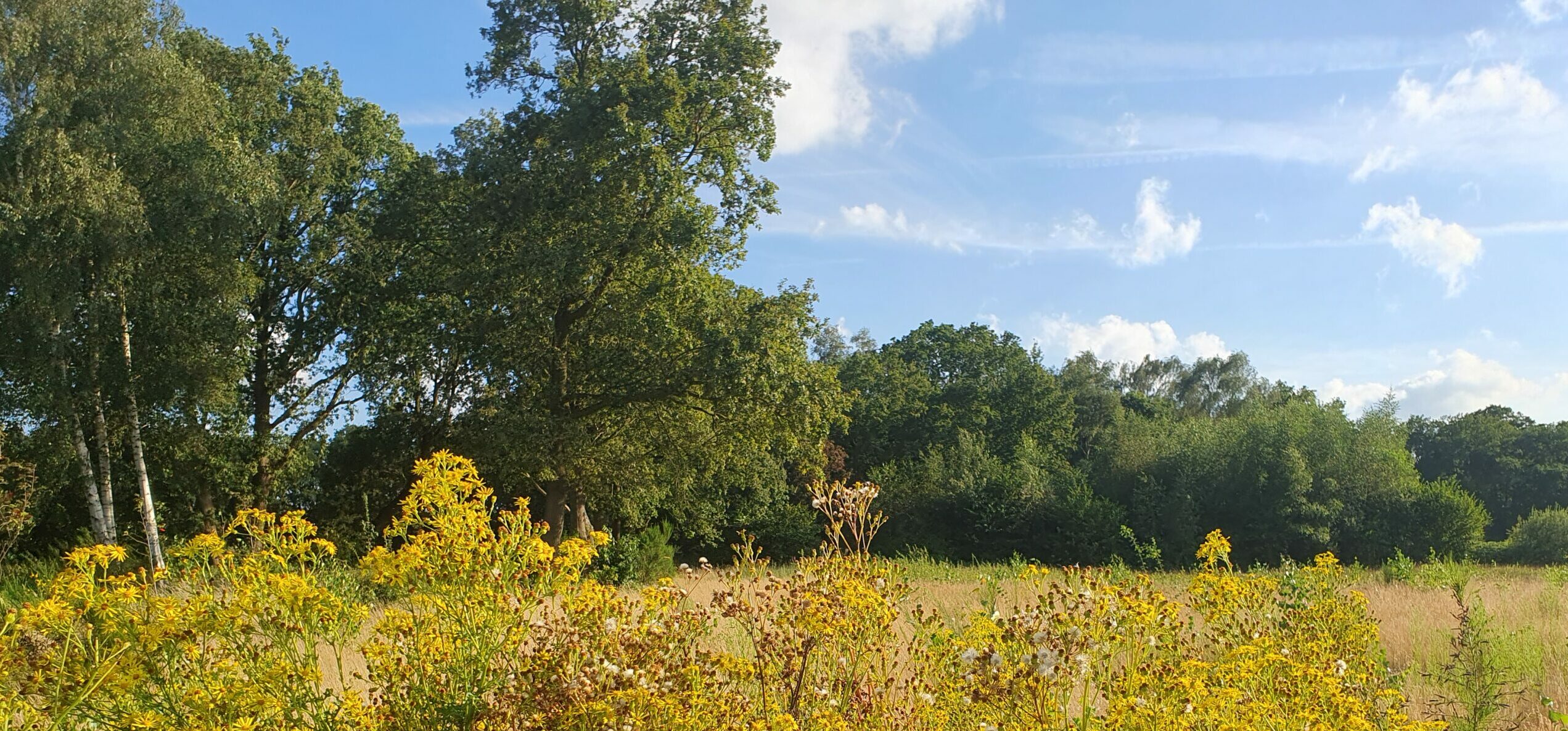 Open veld met gele bloemen, omringd door hoge bomen onder een blauwe hemel met wolken.