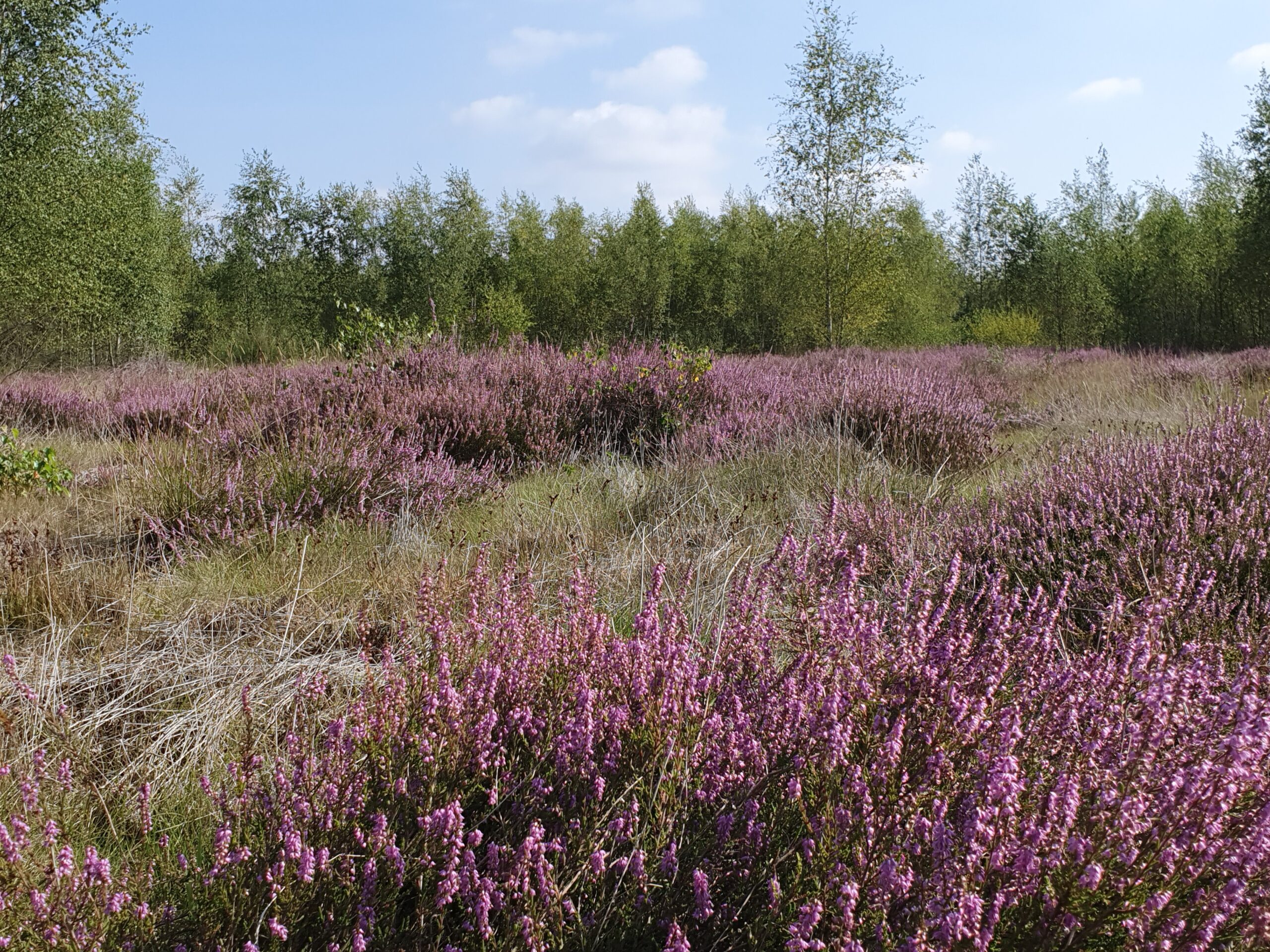 Paarse heidebloemen in een open veld, omgeven door groen bos onder een blauwe lucht.