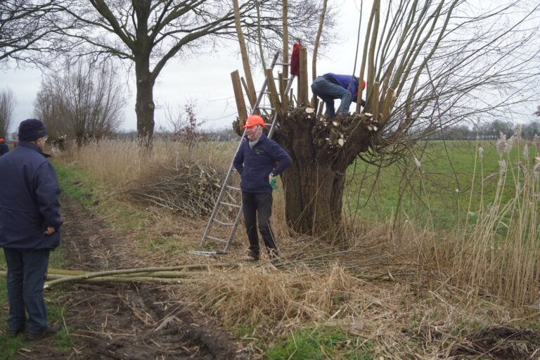 Mensen knotten wilgen langs een landweg in een landelijke omgeving.