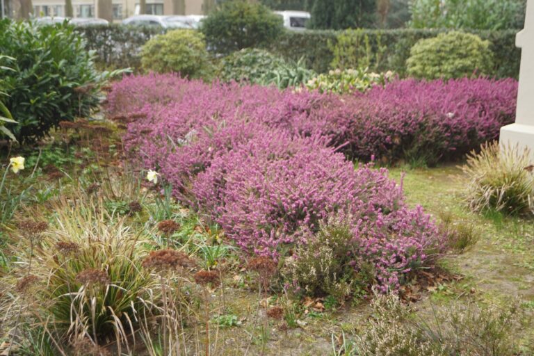 Paarse heide planten in een tuin, omringd door diverse groene struiken en gras.