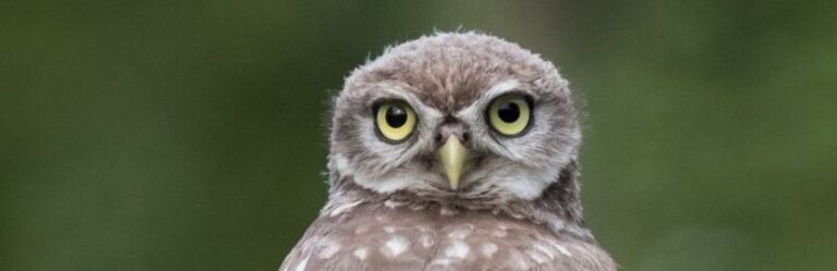 Uil kijkt recht vooruit met grote gele ogen, voor een onscherpe groene achtergrond.