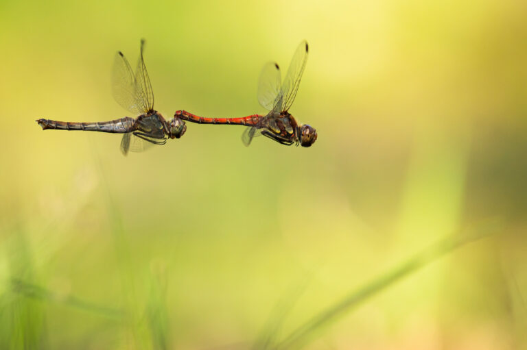 Twee libellen vliegen naast elkaar in een groene, wazige achtergrond.