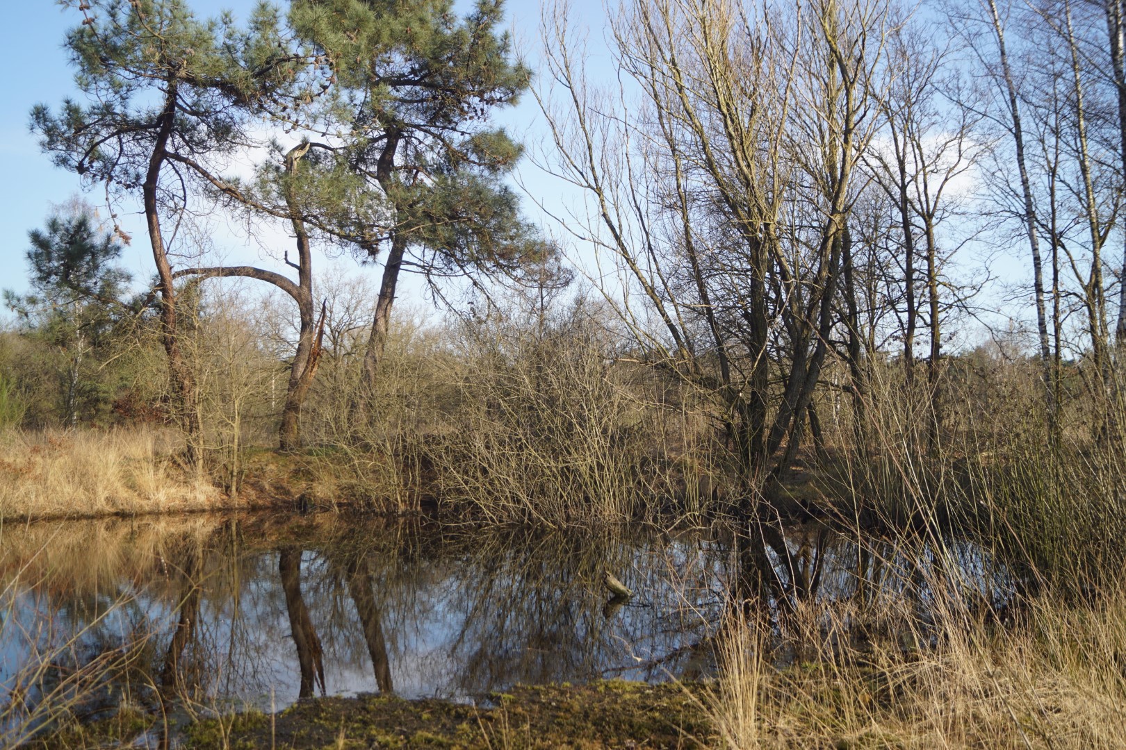 Boslandschap met bomen weerspiegeld in een rustig meer; blauwe lucht en kale takken.