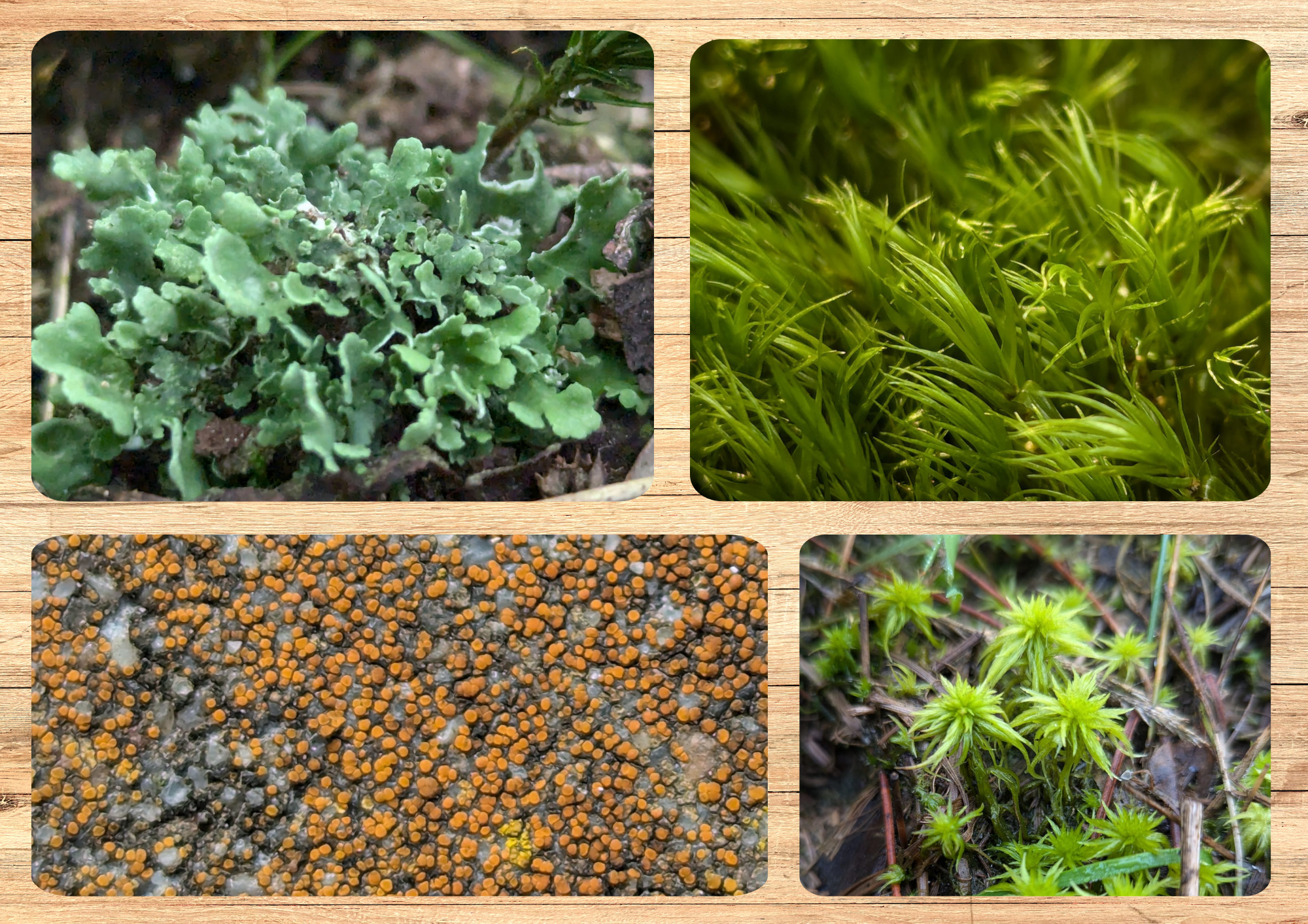 Collage van mossen, korstmos en schimmelgroei op de grond, in groene en oranje tinten.