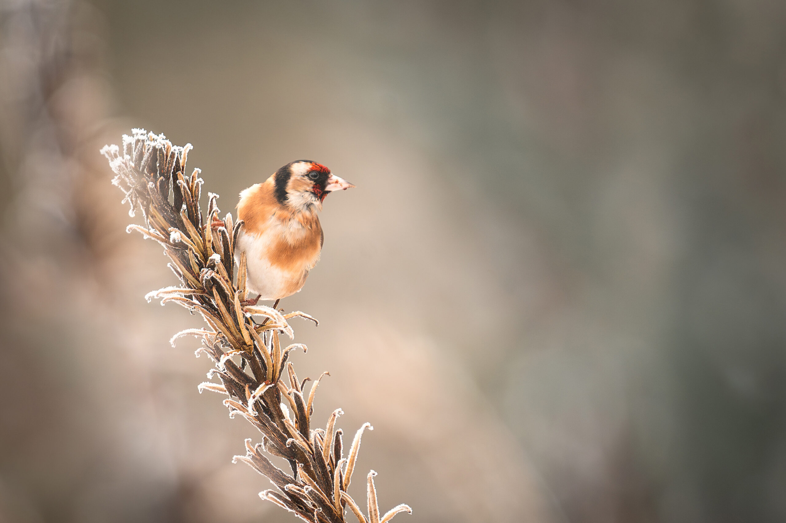 Een vink zit op een berijpt takje tegen een wazige achtergrond.