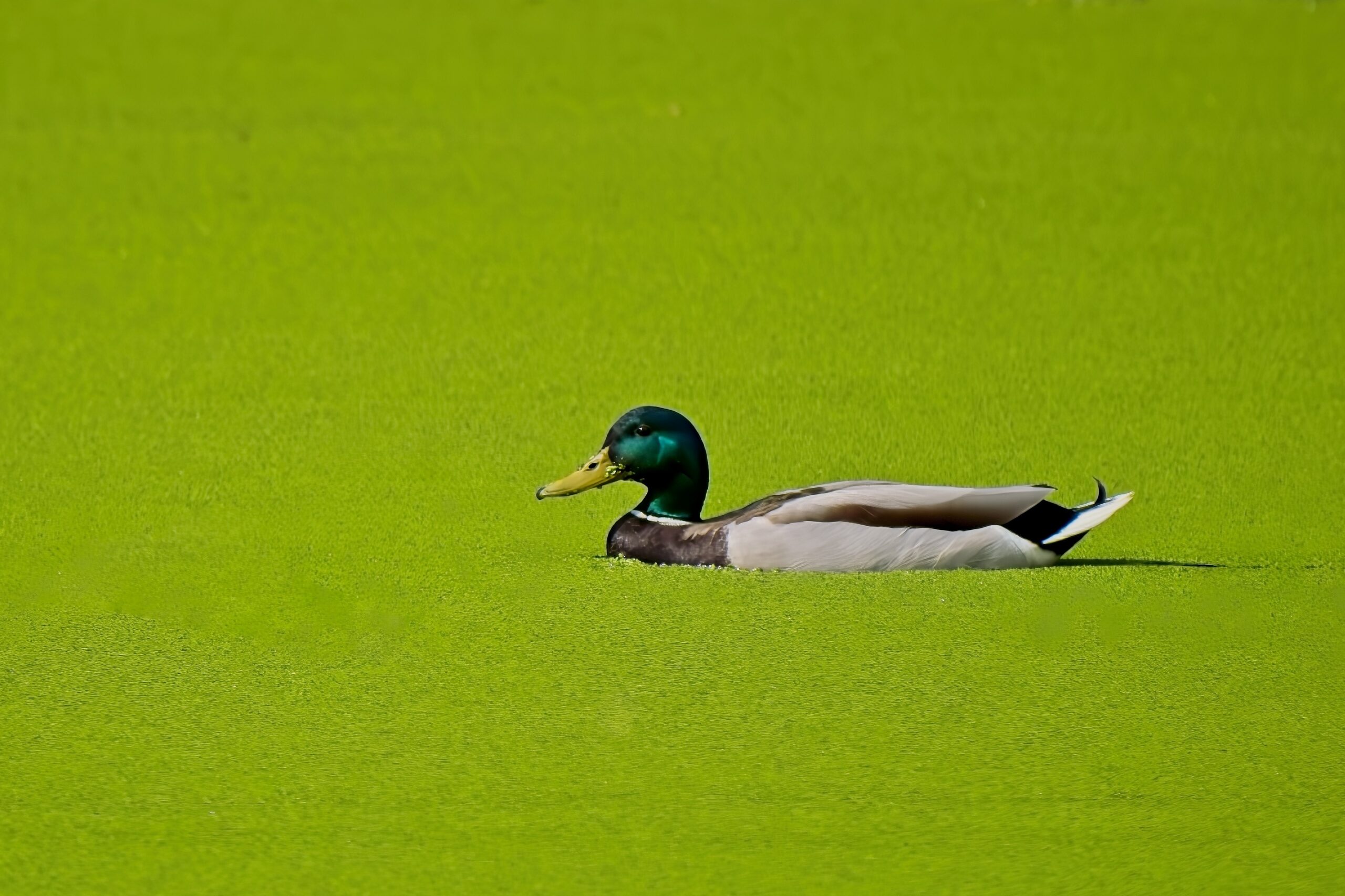 Eend drijft op een met felgroene algen bedekte vijver.