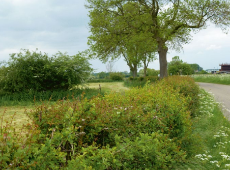 Landweg omgeven door struiken en bomen, met een grasveld onder een bewolkte lucht.