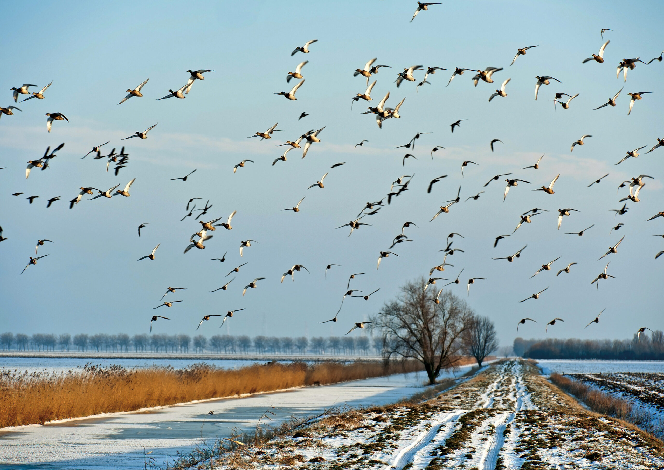 Zwerm vogels boven een besneeuwd landschap met een bevroren sloot en een boom langs een pad.