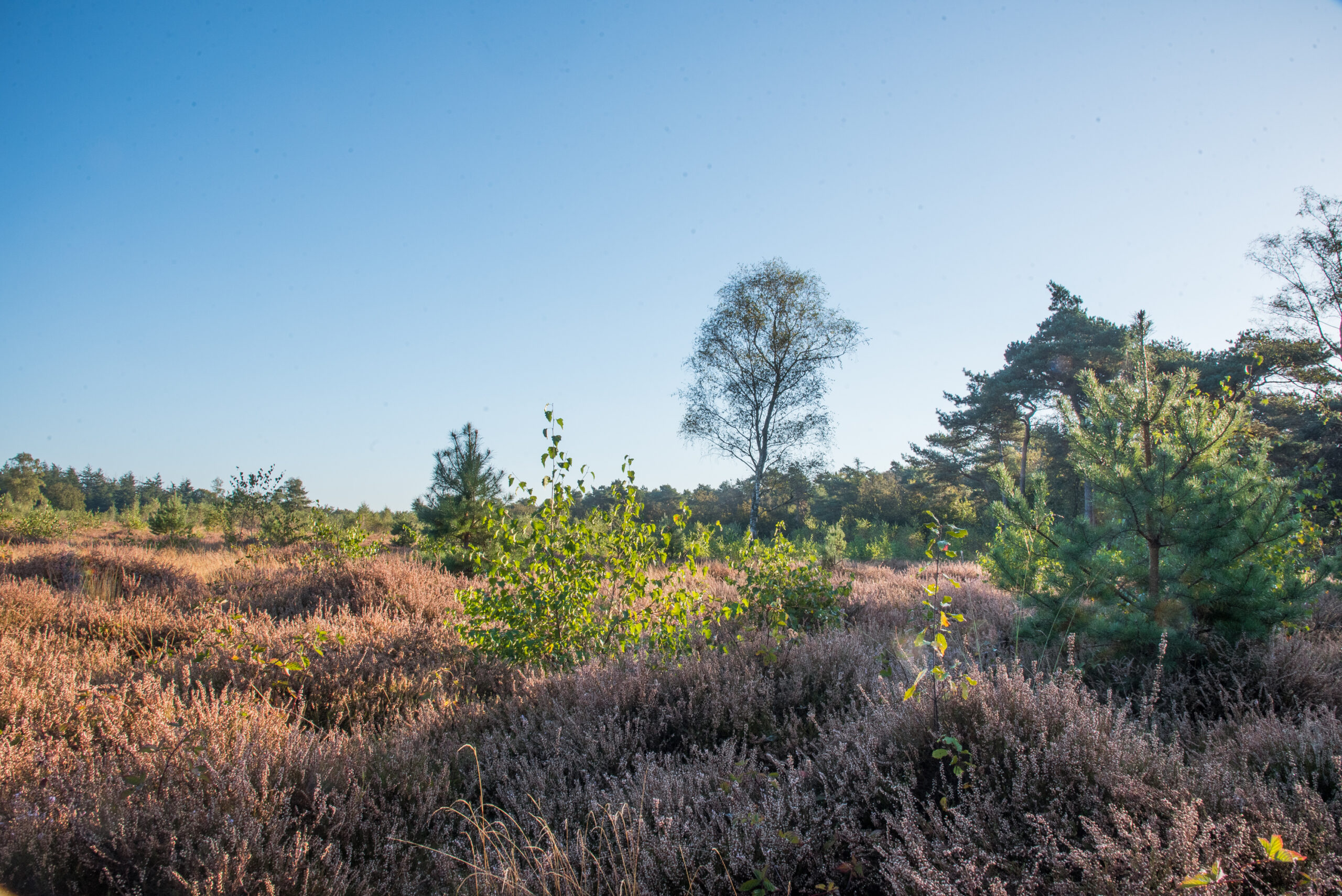 Open heidelandschap met paarse heide, groene struiken en bomen onder een heldere blauwe lucht.