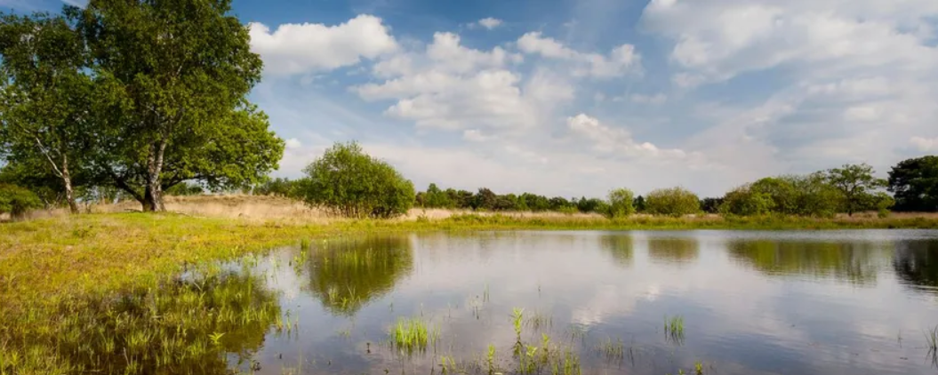 Vijver in landschap met groene bomen en gras onder een blauwe lucht met witte wolken.