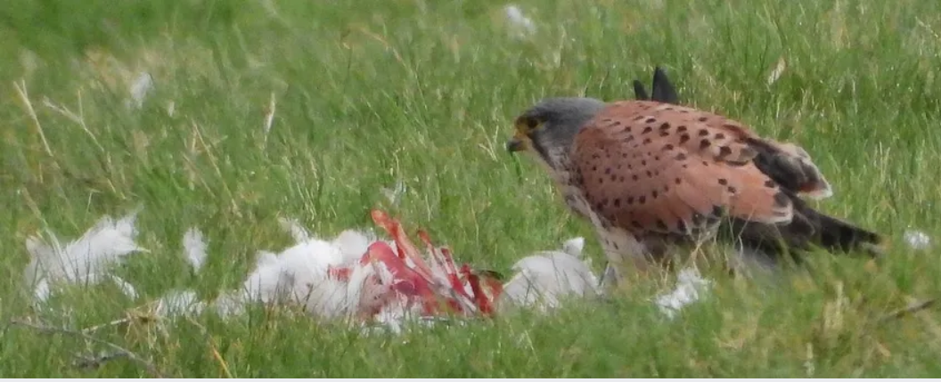 Een roofvogel eet een prooi in het gras, omringd door witte veren.