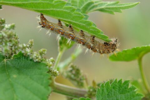 Harige rups eet aan groene bladeren van een plant.