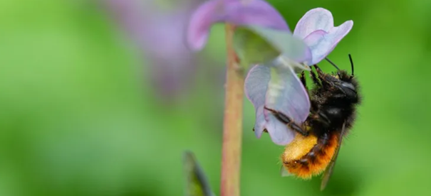 Bij vliegt over een paarse bloem tegen een groene achtergrond.