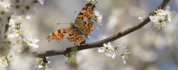 Oranje vlinder op bloeiende tak met witte bloemen, tegen een wazige achtergrond.