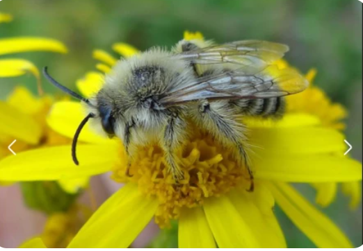 Bij op gele bloem met gedetailleerde vleugels en bont lijfje.