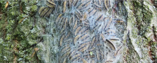 Rupsen in een webachtige structuur op een boomstam.