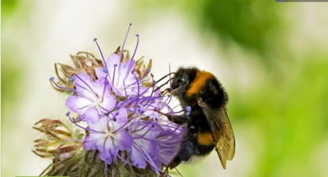 Hommel op paarse bloem met wazige groene achtergrond.