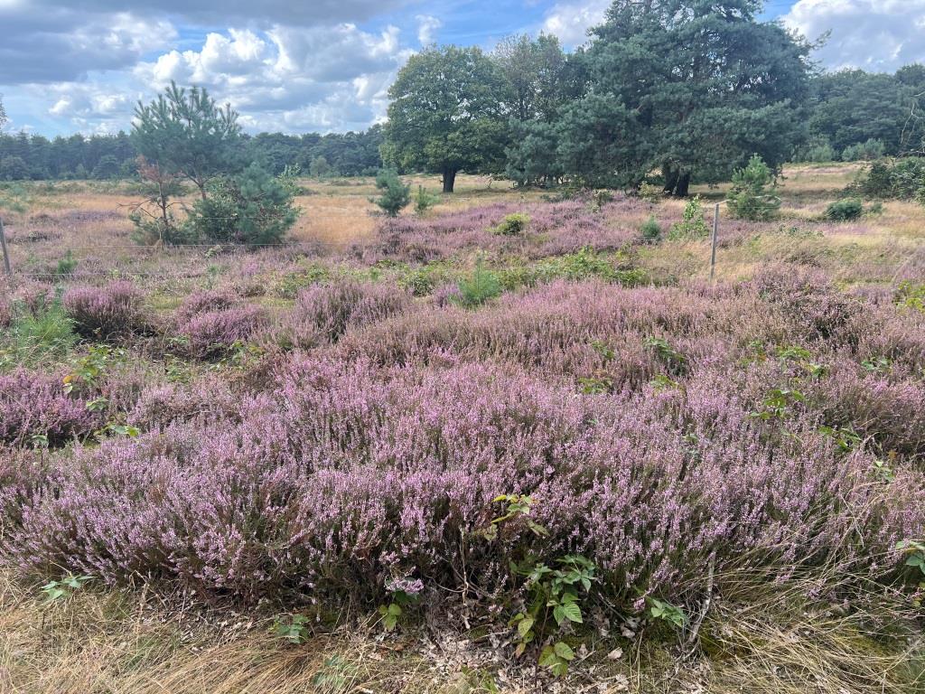 Paarse heidevelden met groene bomen eromheen onder een bewolkte hemel.