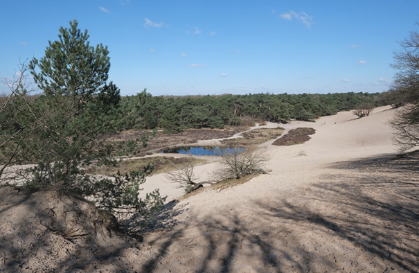 Zandduinen met een klein meer en bomen op de achtergrond, onder een heldere blauwe lucht.