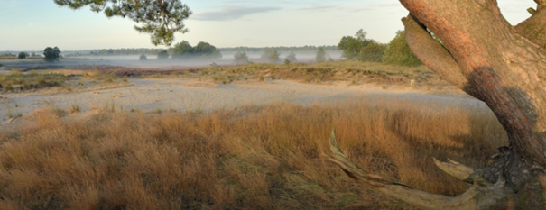 Zandduinen en grasland bij zonsopgang met mist en een grote boom op de voorgrond.