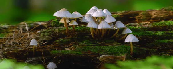 Witte paddenstoelen groeien op een met mos bedekte, omgevallen boomstam in een bos.