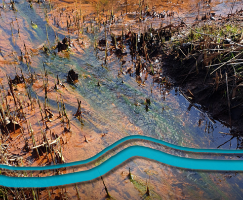 Waterstroom met algen en dorre planten in een modderig natuurgebied.