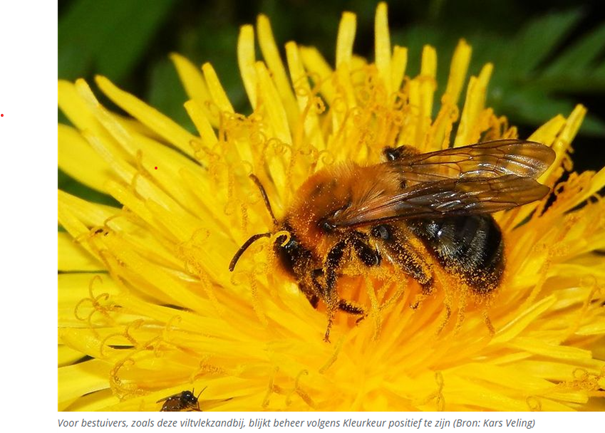 Een zandbij op een gele bloem verzamelt nectar.