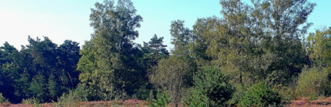 Bomen en struiken in een dicht bos tegen een heldere blauwe lucht.