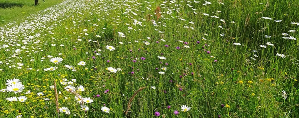 Bloemenweide met witte margrieten en paarse bloemen, omringd door groen gras.